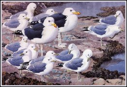 Gull Galleria