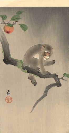Scimmia sull'albero