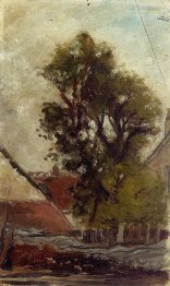 Albero nel cortile della fattoria