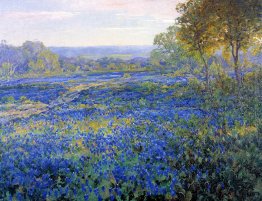 Campi di Bluebonnets