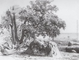 Quercia sulla costa del Golfo di Finlandia