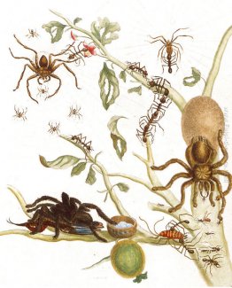 Ragni, formiche e colibrì su un ramo di un guava
