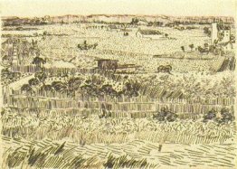 Harvest Landscape