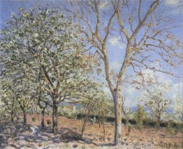 Alberi in fiore