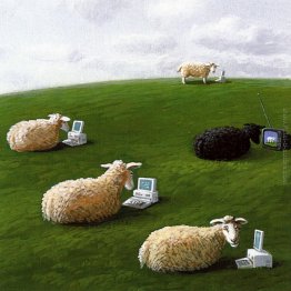 Sheepwith computer portatili