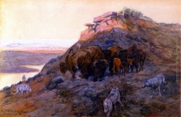 Buffalo Herd at Bay