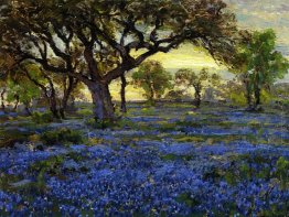 Vecchia Quercia virgiliana e Bluebonnets sui Texas occidentale m