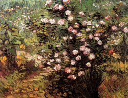 Rosebush in fiore