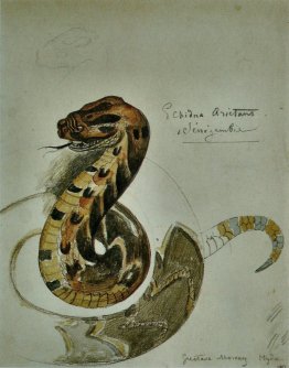 Studio soffio vipera