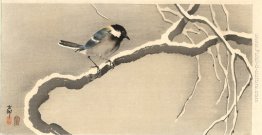 Tit gigante su Snowy Branch