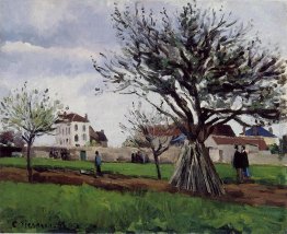 Alberi di mele a Pontoise