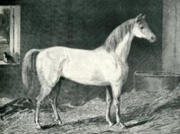 Messenger Cavallo