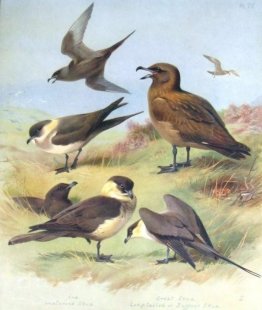 Di Richardson Skua, Grande Skua, stercorarius pomarinus