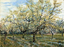 Frutteto con alberi in fiore di prugna