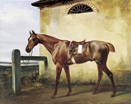 Un cavallo di razza sellato Legato a un recinto
