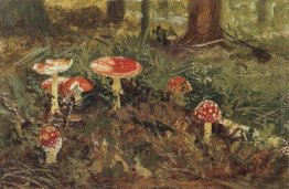 Amanita