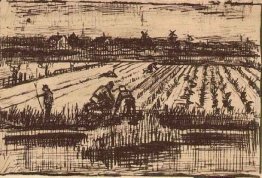 Potato Field