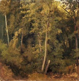 Forest Landscape