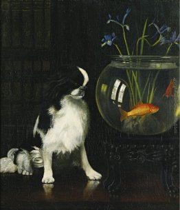 Japanese Chin e Goldfish