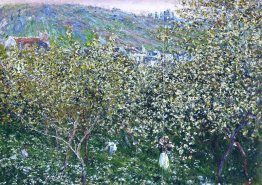 Vetheuil, alberi in fiore prugna