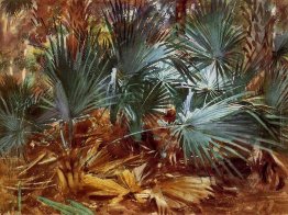 Palmettos