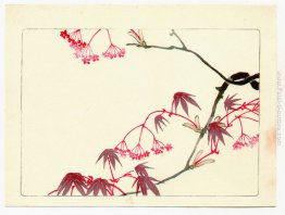 Acero Rosso - Hana Kurabe