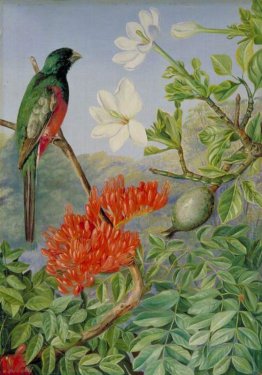 Due fioritura Arbusti di Natal e un Trogon