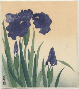 Iris Fioritura