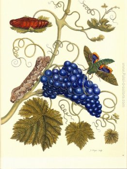 Piatto di una falena (Eumorpha labruscae), che si nutre di uva (