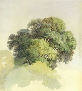 Le chiome degli alberi