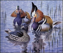 Mandarin Ducks