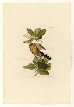 Piatto 169 Mangrove Cuckoo