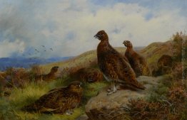 Red Grouse Imballaggio