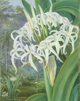 Un Crinum Borneo