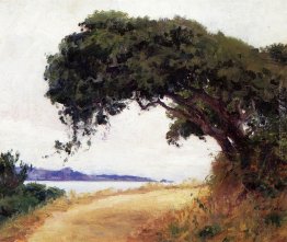 Point Lobos, Quercia