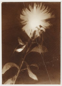 Untitled [fiore]