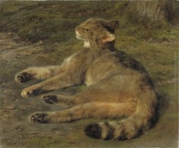 Gatto selvaggio