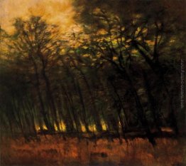 Incendi in the Forest