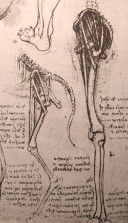 Disegno dell'anatomia comparata delle gambe di un uomo e un cane