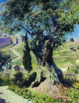 Un albero di ulivo nel giardino del Getsemani