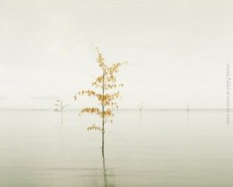 Orange foglie, Mare di Ariake, Giappone