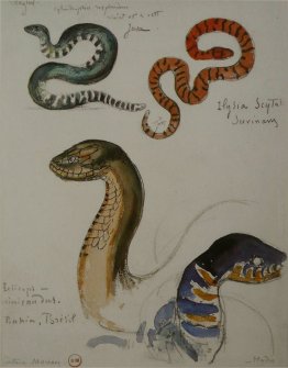 Quattro studi di serpenti