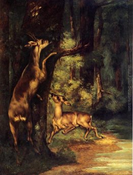 Maschio e femmina di cervo nel bosco