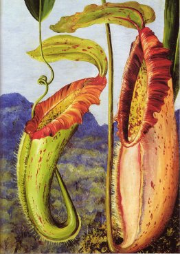 Nepenthes northiana