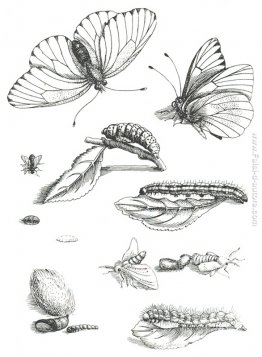 LXXXV Piatto, da Erucarum Ortus Alimentum et Paradoxa Metamorpho