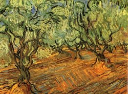 Olive Grove - Bright Blue Sky