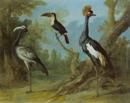 Demoiselle Crane, Tucano, e Moretta Gru