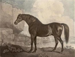 Marske Cavallo