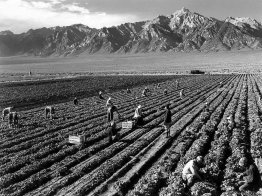 Fattoria, lavoratori agricoli, Mt. Williamson in fondo, Manzanar