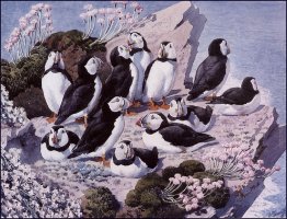 Puffin Colony